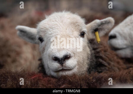 Close up of faces of Herdwick sheep in a pen at an auction mart, Lancashire, UK. Stock Photo