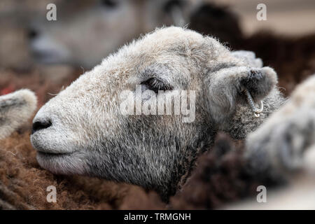 Close up of faces of Herdwick sheep in a pen at an auction mart, Lancashire, UK. Stock Photo
