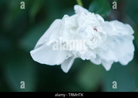 White piony in the garden, close up Stock Photo