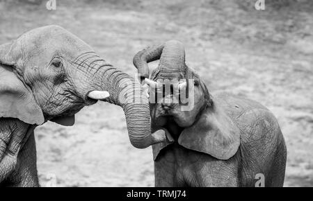 Black and white close up African elephants (Loxodonta africana). Elephant mother cow tickling baby under chin with trunk. Wildlife animals, captivity.