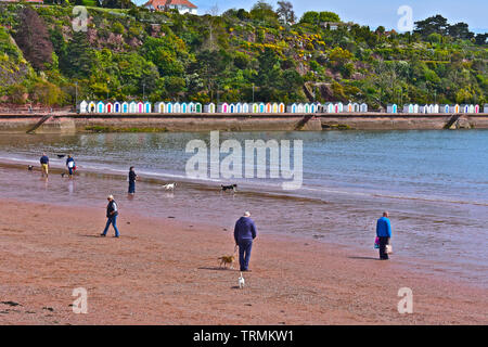 A view of the multi-coloured beach huts at Goodrington Sands in Devon. This is the North beach where dogs are allowed ,hence dogs & owners having fun. Stock Photo