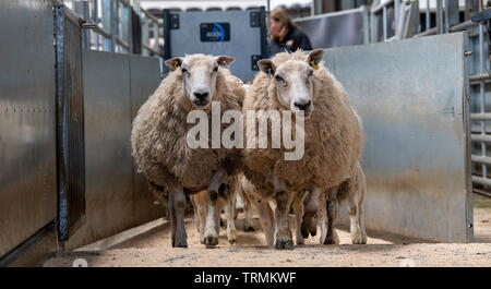 Sheep at livestock auction market running through a race which reads electronic tags. Cumbria, UK. Stock Photo