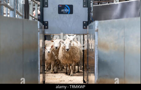 Sheep at livestock auction market running through a race which reads electronic tags. Cumbria, UK. Stock Photo