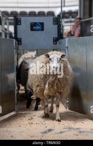 Sheep at livestock auction market running through a race which reads electronic tags. Cumbria, UK. Stock Photo