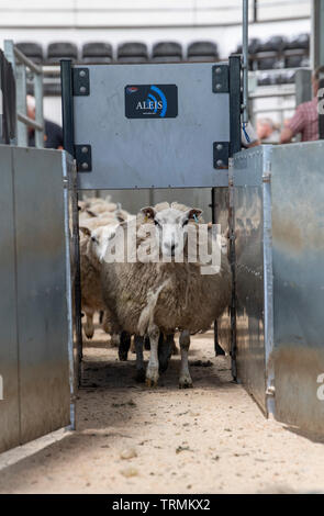 Sheep at livestock auction market running through a race which reads electronic tags. Cumbria, UK. Stock Photo