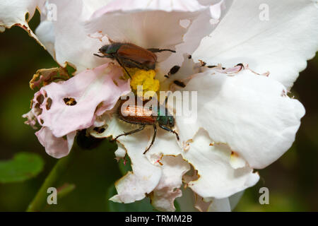 Garden Chafers, also known as Garden Foliage Beetles, damaging white rose petals Stock Photo