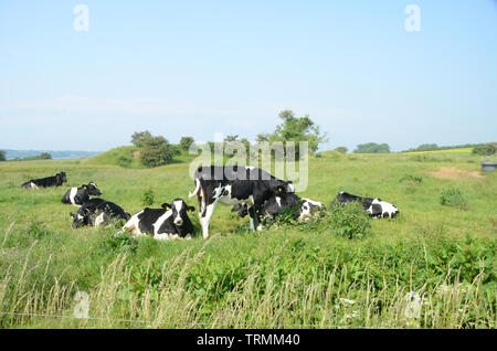 Group of danish black-and-white cattle dazin in the sun on a meadow Stock Photo