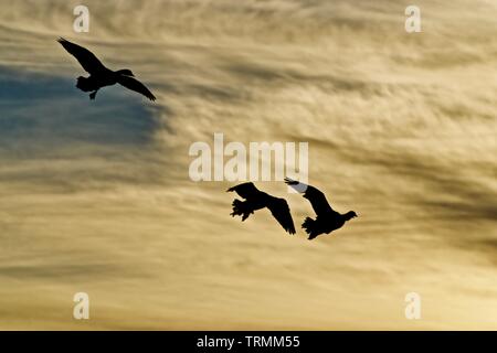 Canada geese coming into the Decoys near Canyon, Texas. Stock Photo