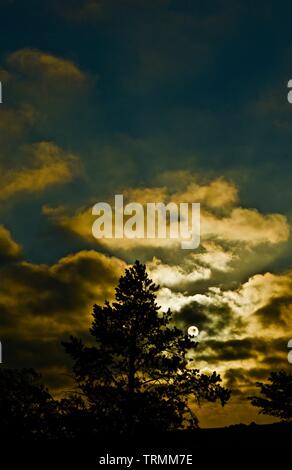 Pinon Pine Silhouetted in Sunrise, Lindsey City Park, Canyon,Texas. Stock Photo