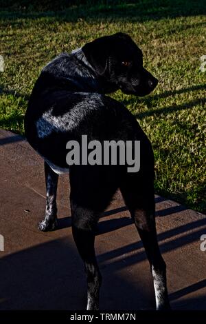 German Shorthair Retriever, Mescalero, Canyon, Texas. Stock Photo