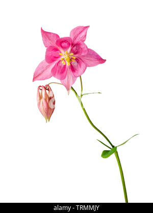 Pink flower of aquilegia or aquilegia vulgaris isolated on white. Image included clipping path Stock Photo