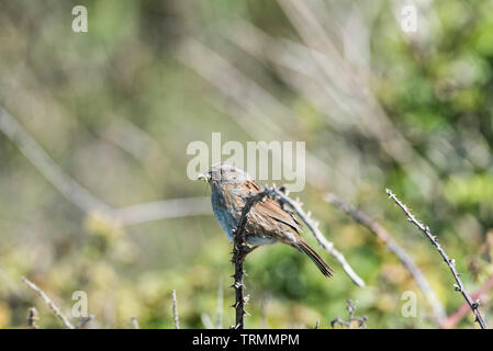 Dunnock (Prunella modularis) with food for its chicks Stock Photo