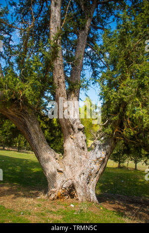 Old juniper tree. Stock Photo