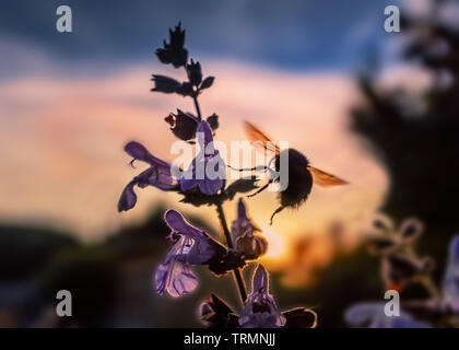 Bumble bee at sunset in silhouette flying near purple blue sage flowers with the golden sunlight shining through its wings Stock Photo