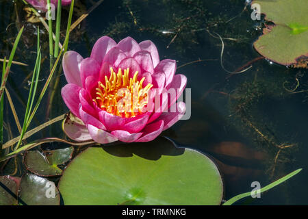 Pink water lily flower in a garden pond Stock Photo