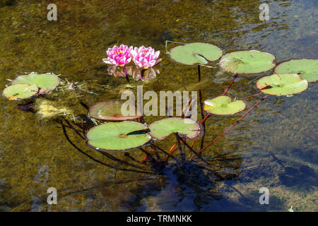 Water lily flowers stems and leaves in water Stock Photo