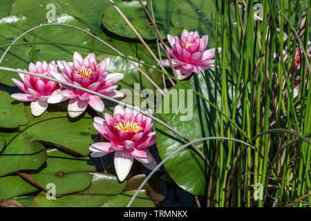 Water lily flower, water plants, water lilys, Nymphaea water lilies in garden pond Stock Photo