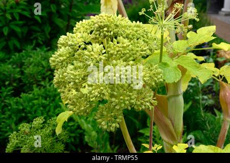 Angelica archangelica flower Stock Photo