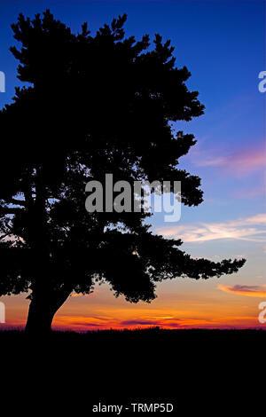 The outline of one tree against the setting sun. Der Umriss eines Baumes gegen die untergehende Sonne. Zarys drzewa na tle zachodzącego słońca. Drzewo Stock Photo