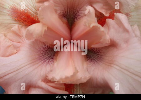 Closeup of the style arms and hafts of a peach colored tall bearded iris. Stock Photo