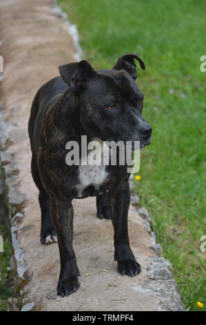 Brindle and white Staffordshire Bull Terrier family pet dog standing on a wall in a garden in Wales UK Stock Photo