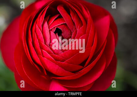 Magenta Ranunculus Mauve Ranunculus flower, Ranunculaceae family. Genus include the ...