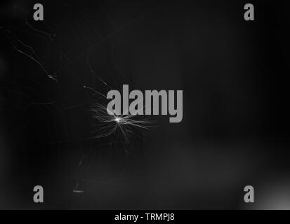 Monochrome or black and white photo of a bright white dandelion seed trapped in a spiders web at night Stock Photo