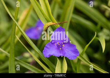 Close up of Tradescantia (Andersoniana Group) 'Blue Stone' flowering in an English garden, UK Stock Photo