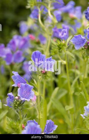 Echium vulgare 'Blue Bedder' - Vipers-bugloss flowering in an English garden, UK Stock Photo