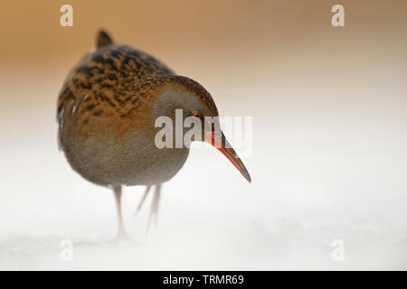 Water Rail / Wasserralle  (Rallus aquaticus ) in winter, permanent resident, searching for food, threatened, endangered, wildlife, Europe.
