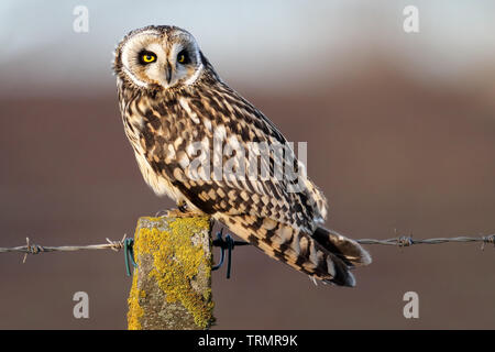 Wild Short-eared Owl (Asio flammeus) on a fence post. Taken in Angus, Scotland, UK. Stock Photo