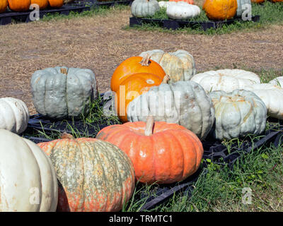 Assorted varieties of pumpkins for sale at a Halloween pumpkin patch in Corpus Christi, Texas USA. Stock Photo