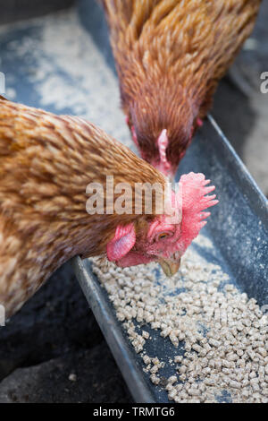 Free range chickens eating chicken feed from a trough in an allotment in North East England. Stock Photo