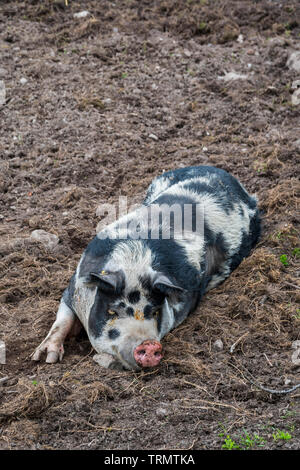 A Linderöd, a rare breed of pig in Sweden, dozes in the mud Stock Photo