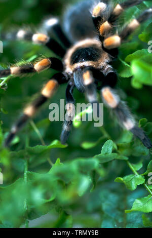 Close-up of a large black spider with orange stripes and small hairs on the body sitting in a Bush of green fern. Big spider on green leaves Stock Photo