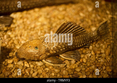 Obodo Fish Bodó Fish, Museum of Natural science, Amazônia, Manaus, Amazonas ...