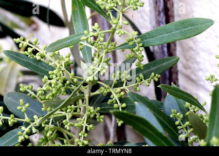 The olive, known by the botanical name Olea europaea, meaning 'European olive', a small tree in the family Oleaceae. The fruit is also call an olive Stock Photo