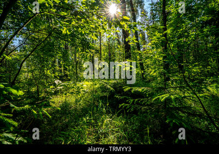 beautiful summer landscape, the sun's rays make their way through the thickets in the dark dense forest Stock Photo