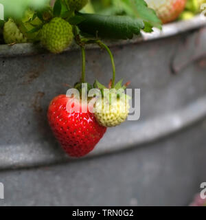 Strawberry plant growing inn a galvanised metal tub Stock Photo