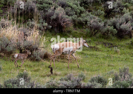 Newborn Pronghorn Antelope Baby with Mother Stock Photo
