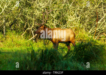 Roosevelt Elk (Cervus elaphus roosevelti) bull feeding in Redwood National Park, California Stock Photo