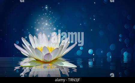 lotus white light purple floating light sparkle background Stock Photo