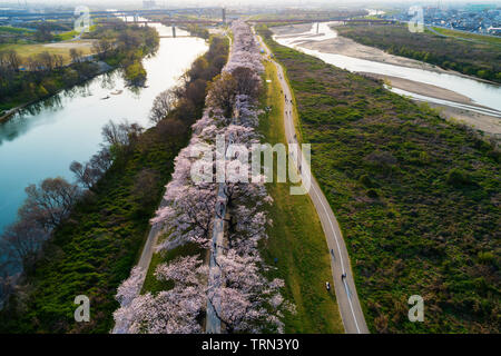 Aerial view of cherry trees in full bloom surrounding a pond with ...