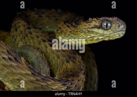 Hairy bush viper (Atheris hispida), animal portrait, Uganda - SuperStock