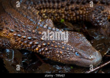 Borneo earless monitor (Lanthanotus borneensis) Stock Photo