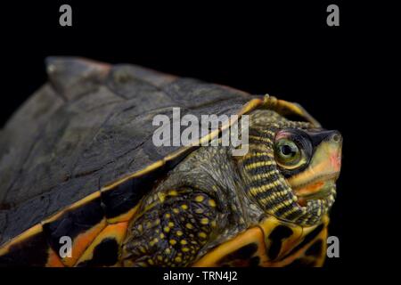 Indian roofed turtle (Pangshura tecta) Stock Photo