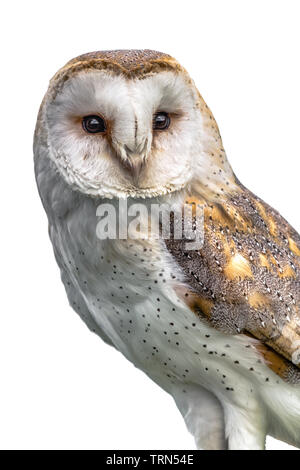 Isolated on white, a Three quarter length close up portrait of a barn owl, tyto alba, perched and looking forward slightly to the right