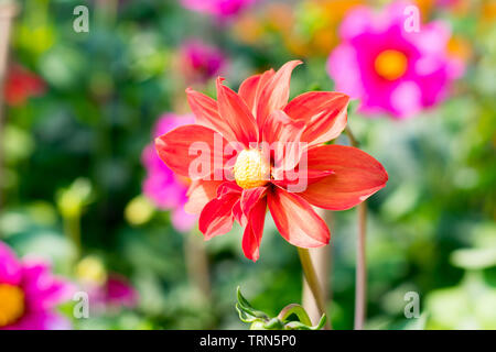 Desert Rose (Adenium) genus of Dahlia flowering plants in Apocynum family. A sun loving plant looks like a bonsai. Blooms in winter early spring to la Stock Photo