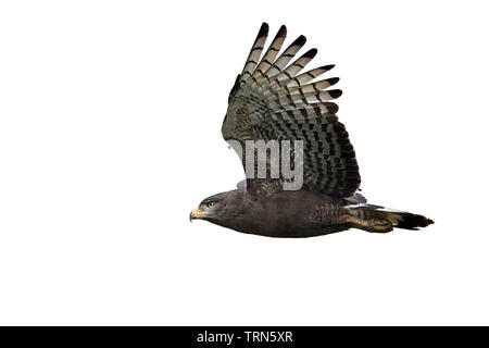 Brown snake eagle in flight isolated on a white background Stock Photo