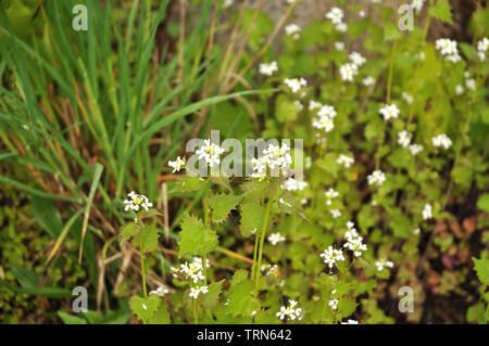 garlic root with white blossoms growing in a meadow